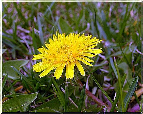 You may know that dandelion juice can relieve nettle infestations, but did you know that it is also good for removing warts?