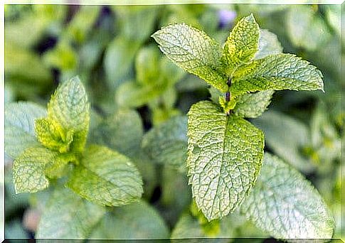 Mint gives positive energies