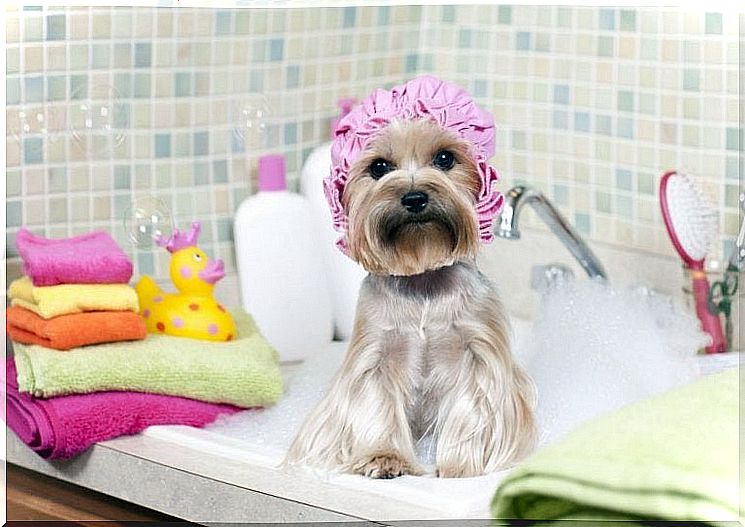 Dog with bathing cap