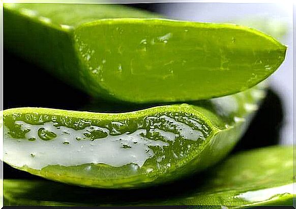 Aloe vera leaves, one of the most popular natural remedies for nail psoriasis