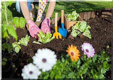 7 ways you can use vinegar in the garden