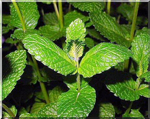 Green plants