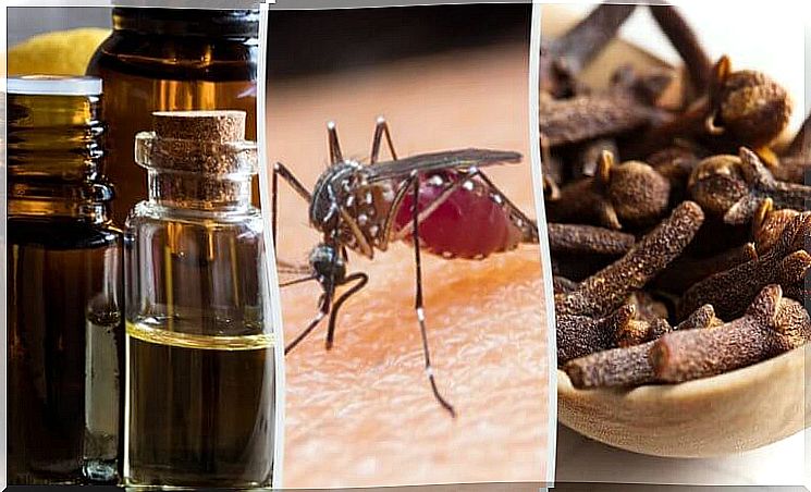 9 aromas that help fight and kill mosquitoes