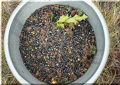 Freshly picked junipers in a bucket