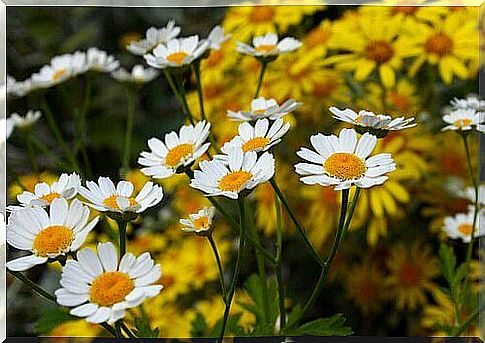 Chamomile flowers