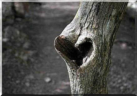 Tree that has a heart-shaped hole