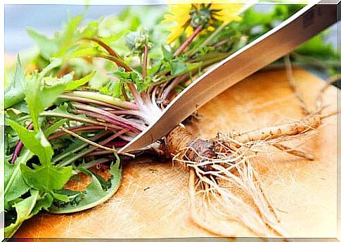 Dandelion drink: A means of taking care of the bones