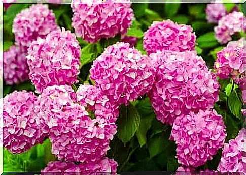 One of the dangerous plants is hydrangeas