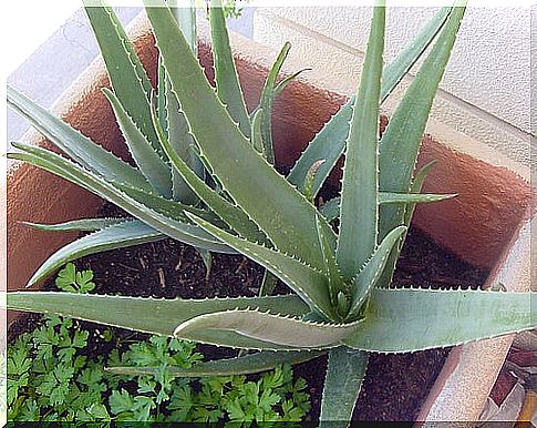 aloe_vera