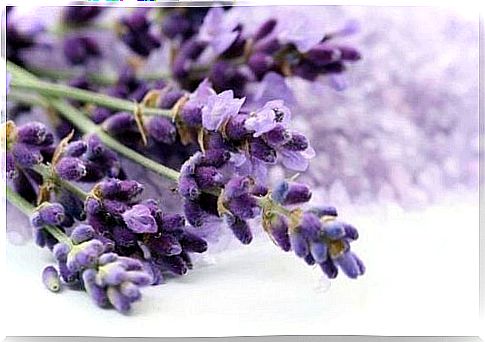 Lavender