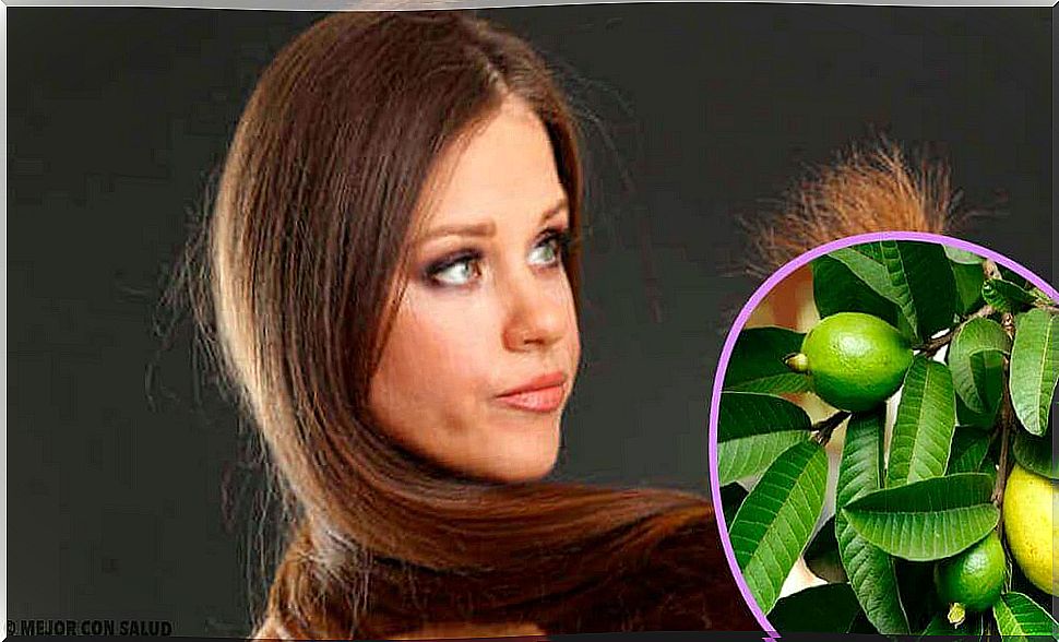 Guava leaves against damaged hair