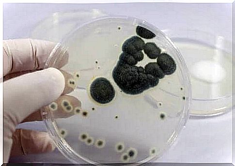 Bacteria are studied in the laboratory