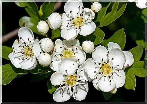 White flowers, one of the many remedies for migraines.