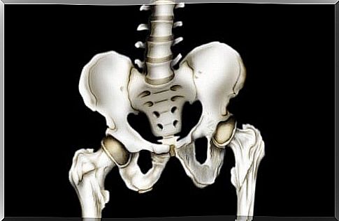 Hip skeleton