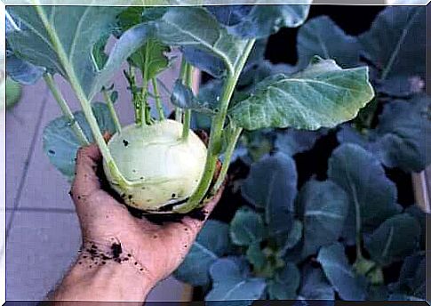 The nutritional value and benefits of turnip