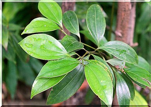 Green leaves