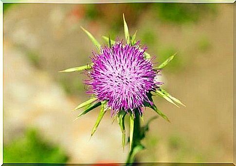 The milk thistle is effective in use in liver cleansing