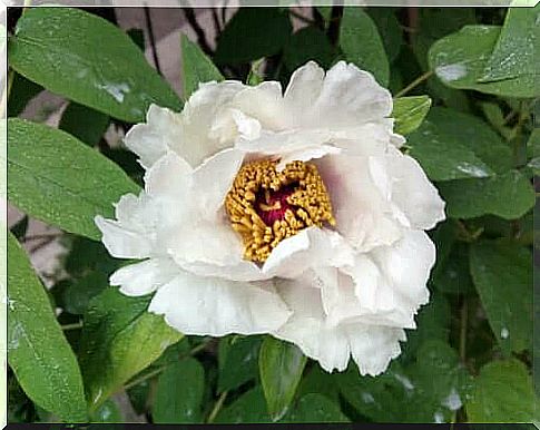 White peony root: Benefits and side effects