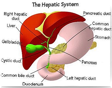 Overview of the hepatitis system.